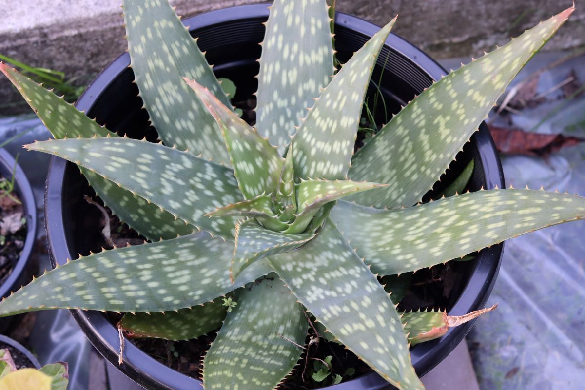 Aloe maculata